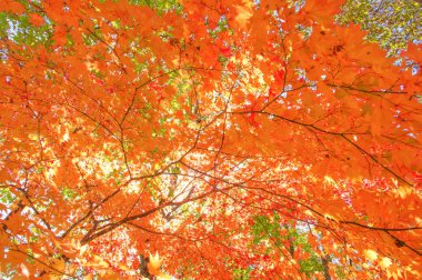 Hokkaido'da sonbahar yaprakları