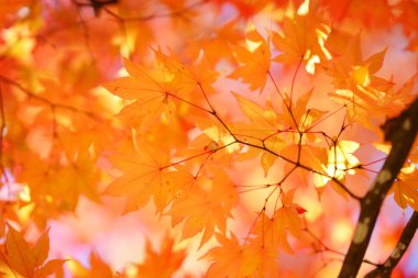 Hokkaido'da sonbahar yaprakları