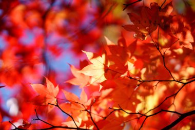 Hokkaido'da sonbahar yaprakları