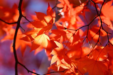 Hokkaido'da sonbahar yaprakları