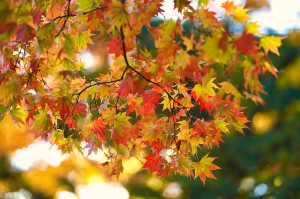 Folhas Outono Hokkaido — Fotografia de Stock