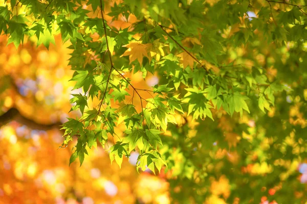 Hojas Otoño Hokkaido — Foto de Stock