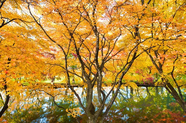 Jesienne Liście Parku Shimizu — Zdjęcie stockowe