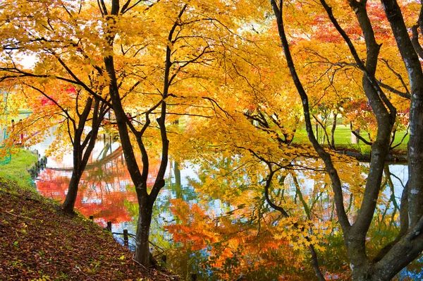 Hojas Otoño Parque Shimizu — Foto de Stock
