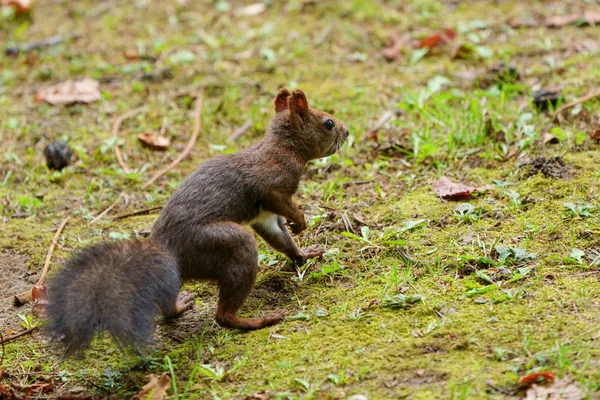 Eichhörnchen Wald — Stockfoto