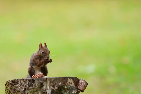 Eichhörnchen Wald — Stockfoto