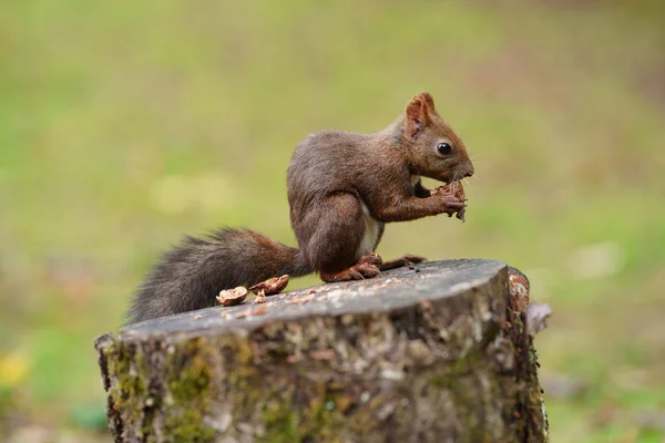 Eichhörnchen Wald — Stockfoto