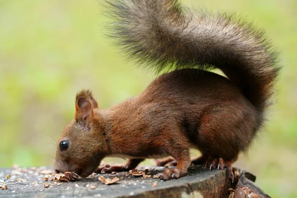 Ekorre Skogen — Stockfoto