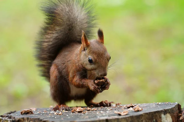 Ekorre Skogen — Stockfoto