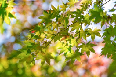 Hokkaido'da sonbahar yaprakları