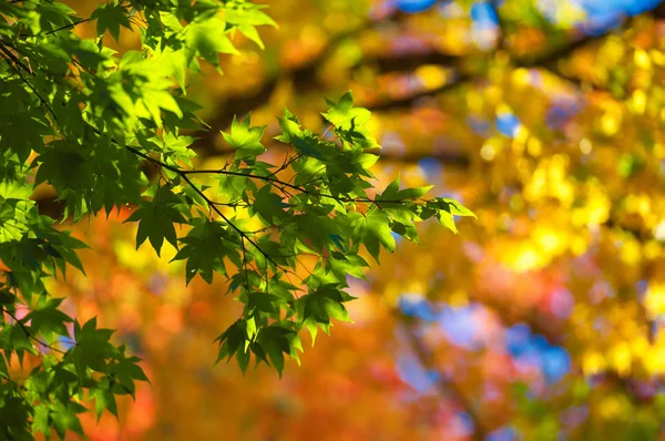 Hojas Otoño Hokkaido —  Fotos de Stock