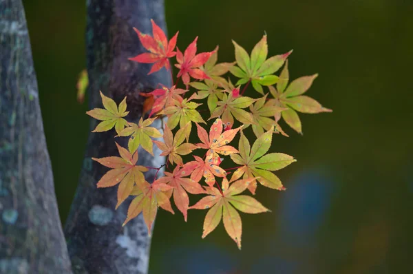 Herbstblätter Hokkaido — Stockfoto