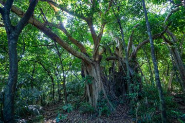 İriomtoe adalarındaki yağmur ormanları