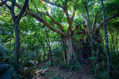İriomtoe adalarındaki yağmur ormanları