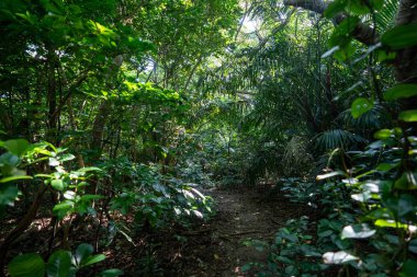 İriomtoe adalarındaki yağmur ormanları