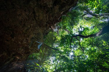 İriomtoe adalarındaki yağmur ormanları
