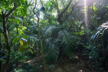 İriomtoe adalarındaki yağmur ormanları