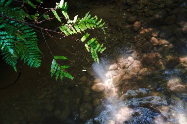 İriomtoe adalarındaki yağmur ormanları