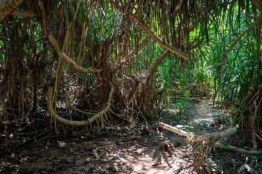 İriomtoe adalarındaki yağmur ormanları