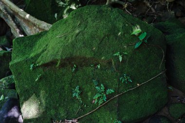 İriomtoe adalarındaki yağmur ormanları