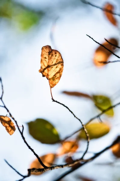 Autumn Leaves Hokkaido — Stock Photo, Image