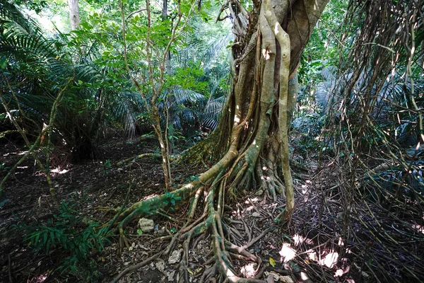 Giungla Della Foresta Pluviale Nell Isola Iriomtoe — Foto Stock