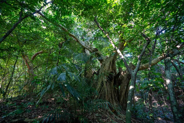 Foresta Pluviale Giungla Iriomtoe Islans — Foto Stock