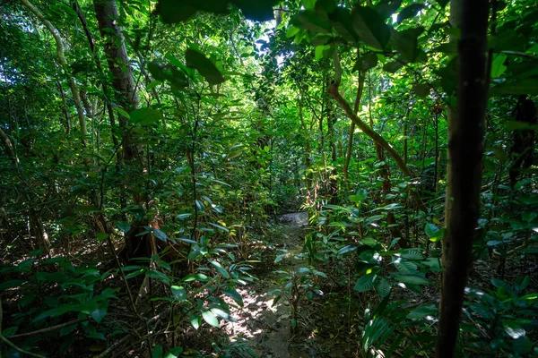 Джунгли Тропических Лесов Острове Ириомтоу — стоковое фото
