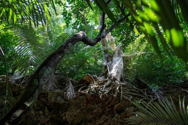Selva Floresta Tropical Iriomtoe Islãs Imagens Royalty-Free