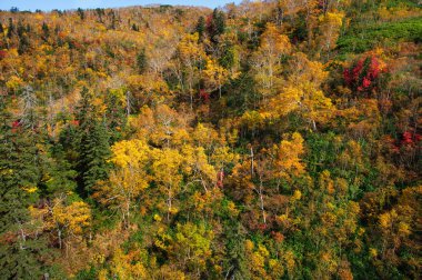 Sonbaharda Hokkaido Dağı 'nda.