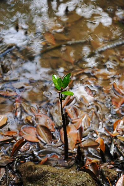 Mangue Jovem Árvore Ilha Iriomote — Fotografia de Stock