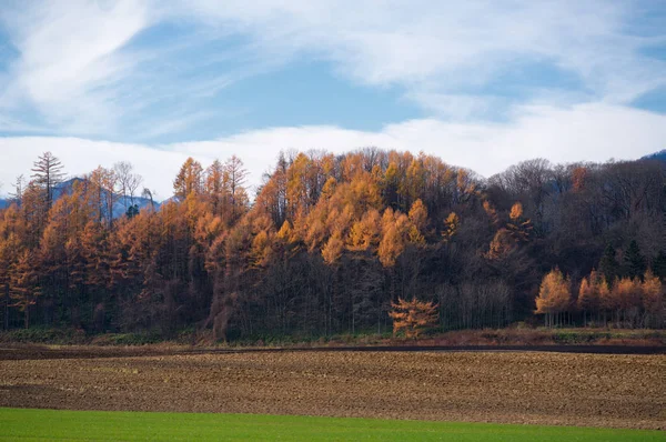 Landscape Autumn Hokkaido — Stock Photo, Image