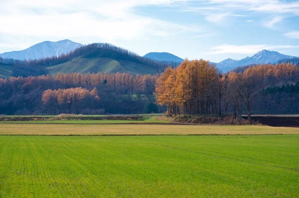 Landscape Autumn Hokkaido — Stock Photo, Image