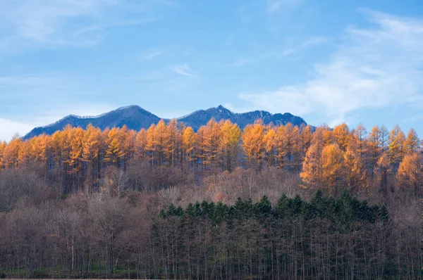 Landscape Autumn Hokkaido — Stock Photo, Image