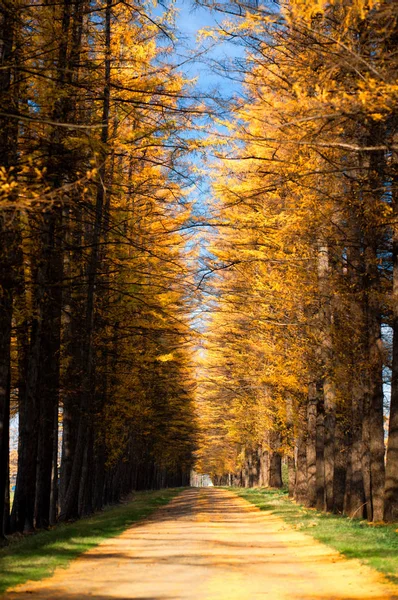 Boom Omzoomd Herfst — Stockfoto