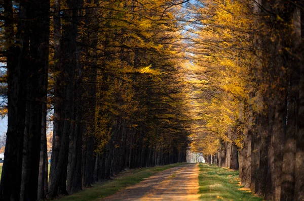 tree lined streer in autumn