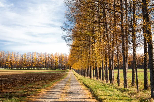 Winddicht Bos Herfst Hokkaido — Stockfoto