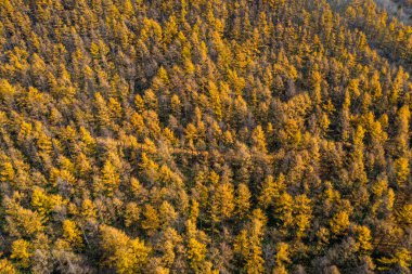 sonbahar manzarada hokkaido