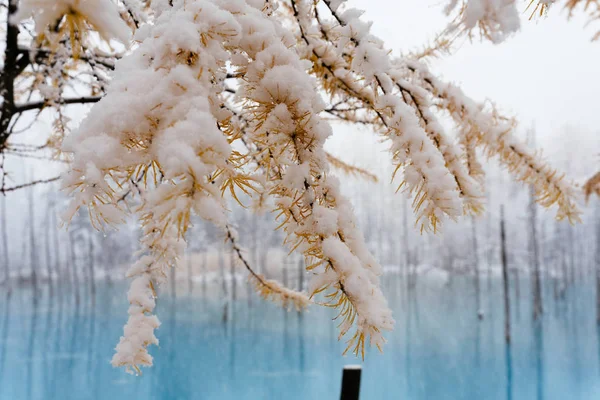Modrý Rybník Zimě Hokkaido — Stock fotografie