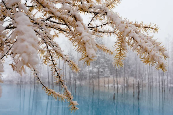 冬の青い池北海道 — ストック写真