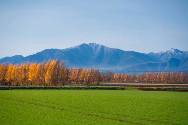 Landscape Autumn Hokkaido — Stock Photo, Image