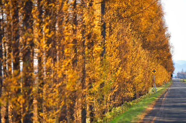 Landschap Herfst Van Hokkaido — Stockfoto