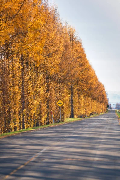 Landscape Autumn Hokkaido — Stock Photo, Image