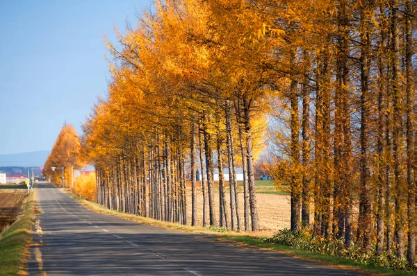 Landschap Herfst Van Hokkaido — Stockfoto