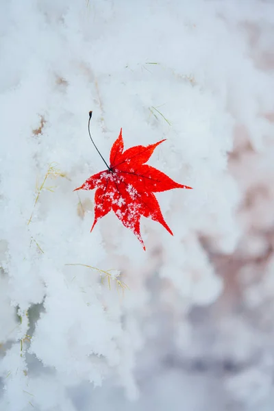 Hoja Arce Nieve — Foto de Stock