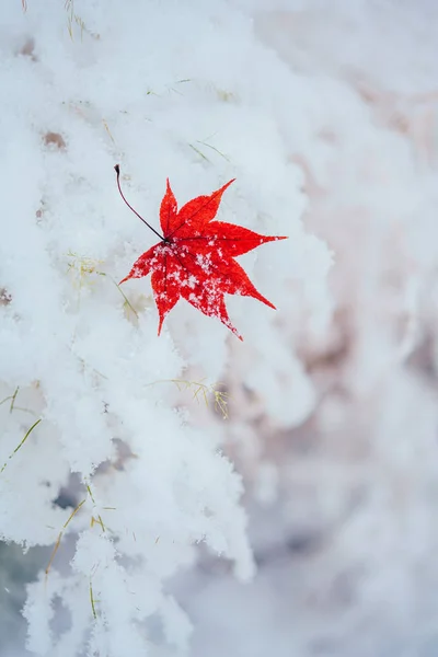 Lönnlöv Snö — Stockfoto