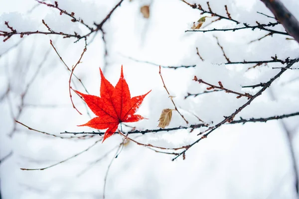 Maple Leaf Snow — Stock Photo, Image