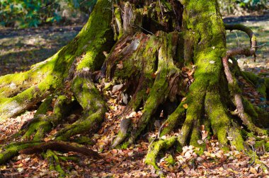 Sonbahar hokkaido kökeni