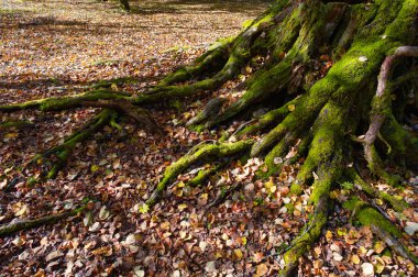 Sonbahar hokkaido kökeni