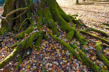 Sonbahar hokkaido kökeni